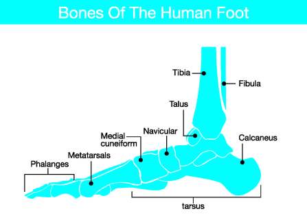human foot bones